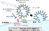 Nhóm nghiên cứu Đại học Tokyo: Thuốc chữa viêm tụy cấp có thể dùng để điều trị virus corona