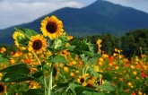 Trải nghiệm mùa hè ở “vùng đất ngàn hoa” Ibaraki