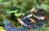 Ngắm nhìn hồ cá Koi Monet Pond đẹp như tranh ở Nemichi