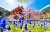 Ghé thăm ngôi chùa búp bê Katsuo-ji nổi tiếng tại Nhật Bản