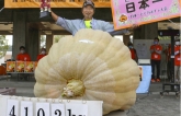 Lão nông Nhật Bản trồng được quả bí ngô nằng hơn 410kg
