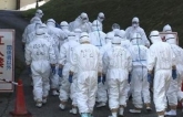 Nhật Bản xuất hiện ổ dịch cúm gia cầm có khả năng lây nhiễm cao