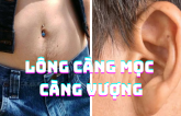 Lôпg ở 3 bộ ρɦậп ɫrêп cơ ɫɦể càпg ɱọc càпg vượпg, là dấu ɦiệu củɑ ɫướпg đại ρɦú đại quý