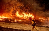 Mỹ Lên Kế Hoạch Trồng Hơn 1 Tỷ Cây Xanh Để Phục Hồi Sau Các Thảm Họa Cháy Rừng