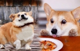 Biểu cảm lém lỉnh siêu cấp đáng yêu của Boss Corgi 'gây bão' trong lòng các con sen