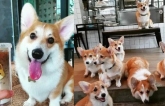 Các sen có biết quán cà phê chó Corgi khiến cả MXH phát cuồng vì đáng yêu hết nấc này chưa?