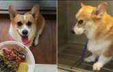 Chú chó Corgi với biểu cảm 'hờn cả thế giới' khi cho vào lò sấy lông vì không thích ồn ào