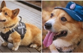 Dành cả thanh xuân cống hiến cho ngành cảnh sát, cuối cùng đặc vụ Corgi duy nhất tại Nga đã nghỉ hưu khiến bao người tiếc nuối