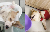 Chú chó Corgi nổi tiếng nhất mạng xã hội Việt vì tài ngủ 23 tiếng/ ngày, chỗ nào cũng bất chấp lăn ra ngáy