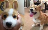 Corgi nhóc tì: Vô địch thế giới về độ dễ thương