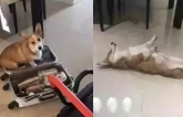 Giận chủ đi công tác không dắt theo, chú chó corgi quyết tâm lập mưu trả thù