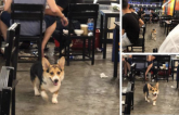 Nhà giàu, “bố” chủ quán bia nhưng 'đại boss' Corgi vẫn đi xin ăn vì... đam mê