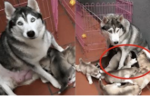 Tưởng chó Husky mẹ đang cho con bú, chủ ngó đầu nhìn ra thì chứng kiến cảnh tượng sững sờ