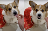 Cún Corgi thay đổi thái độ ra mặt khi biết bị chủ lừa cho ăn không khí