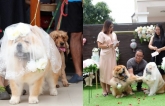 Hôn lễ siêu lãng mạn của cặp đôi 'chó mặt xệ' và phản ứng CĐM: 'Đến chó còn được cưới, mình thì...'
