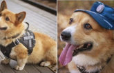 Dành cả thanh xuân cống hiến cho ngành cảnh sát, cuối cùng đặc vụ Corgi duy nhất tại Nga đã nghỉ hưu khiến bao người tiếc nuối