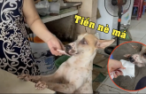 Chú chó thông minh biết nhận tiền từ khách cho chủ