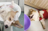 Chú chó Corgi nổi tiếng nhất mạng xã hội Việt vì tài ngủ 23 tiếng/ ngày, chỗ nào cũng bất chấp lăn ra ngáy