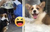 Chó cưng Corgi ú nu vẫn đam mê xin ăn, sen nghĩ ra tuyệt chiêu giảm cân bá đạo khiến ai nấy cũng phì cười