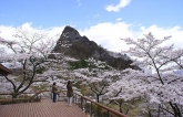 5 điểm leo núi ngắm hoa anh đào từ Tokyo
