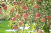 Tour ‘thưởng thức trái cây tươi tại vườn’ thu hút nghìn khách ở Nhật Bản