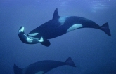 Bà mẹ cá voi sát thủ cuối cùng đã chịu buông bỏ xác con sau 17 ngày lênh đênh trên đại dương