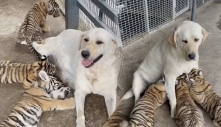 Chó nuôi hổ: một tổ hợp kỳ lạ khiến dân tình được phen 'rửa mắt'