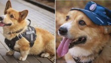 Dành cả thanh xuân cống hiến cho ngành cảnh sát, cuối cùng đặc vụ Corgi duy nhất tại Nga đã nghỉ hưu khiến bao người tiếc nuối