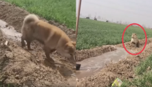 Chú chó nhiệt tình dẫn nước vào ruộng giúp chủ nhân: Kiểm tra kĩ lắm luôn