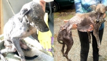 Cảm động hình ảnh các chú chó trước và sau khi được giải cứu