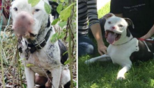 Chú chó bị cắt mất nửa khuôn mặt không thể ngừng cười sau khi được người cứu hộ nhận nuôi
