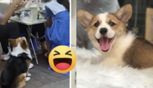 Chó cưng Corgi ú nu vẫn đam mê xin ăn, sen nghĩ ra tuyệt chiêu giảm cân bá đạo khiến ai nấy cũng phì cười