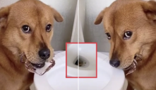 Màn phóng sinh có 1-0-2 của chú chó nâu, khiến netizen cười sặc: “Tao đang tạo phước cho mày đó sen”
