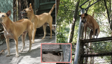 Những chú chó đặc biệt chỉ có duy nhất ở Việt Nam, danh tiếng vươn tầm TG: “Biết đào hang, leo trèo cực giỏi”