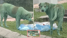 Chú chó đáng thương được phát hiện ngất, trong tình trạng bị bỏ đói: “Người nhuộm thành màu xanh”