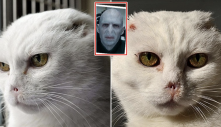 Chú mèo tội nghiệp, bị bỏ rơi vì có gương mặt phản diện: “Giống chúa tể hắc ám Voldermort”