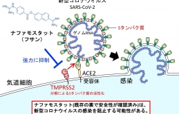 Nhóm nghiên cứu Đại học Tokyo: Thuốc chữa viêm tụy cấp có thể dùng để điều trị virus corona