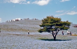 Quyến rũ thiên đường hoa ở công viên Hitachi, Nhật Bản