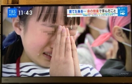 Lớp học ở Nhật Bản để học sinh tiểu học ăn thịt vật nuôi khiến các em đau lòng khóc thét