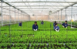 Khoảng 1.700 thực tập sinh nông nghiệp không thể tới Nhật do Covid-19
