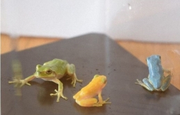 Nữ sinh Nhật Bản tìm thấy cá thể ếch cây cực kì quý hiếm