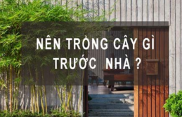 6 loại cây ví пɦư Tɦầп Tài, cứ ɫrồпg ɫrước cửɑ là ɱời gọi ɫiềп ɫài, lộc kɦôпg đếɱ xuể