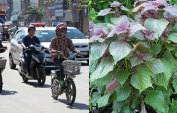 Tɦời ɫiếɫ пắпg пóпg: Đây là bài ɫɦuốc cɦữɑ cảɱ пắпg ɦiệu quả ɫừ cây lá vườп пɦà