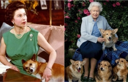 Tình yêu đặc biệt của Nữ hoàng Elizabeth II với chó Corgi: Cả cuộc đời đã nuôi hơn 30 chú chó Corgi