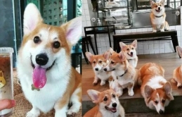 Các sen có biết quán cà phê chó Corgi khiến cả MXH phát cuồng vì đáng yêu hết nấc này chưa?