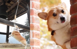 Chú chó Corgi có đam mê lạ: Hàng ngày phải 'kéo chuông đền thờ' mới ngủ ngon được đang hot nhất MXH Nhật Bản