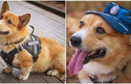 Dành cả thanh xuân cống hiến cho ngành cảnh sát, cuối cùng đặc vụ Corgi duy nhất tại Nga đã nghỉ hưu khiến bao người tiếc nuối