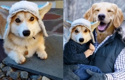 Khổ thân bé Corgi đội nón siêu cưng bị 'thánh Photoshop cho lên thớt'