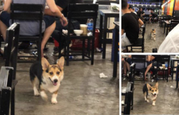 Nhà giàu, “bố” chủ quán bia nhưng 'đại boss' Corgi vẫn đi xin ăn vì... đam mê