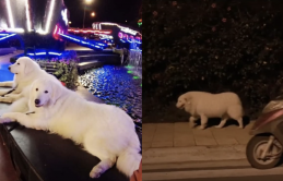 CĐM tranh cãi về việc 2 chú chó nổi tiếng Đà Lạt bị cho đi bộ về khuya